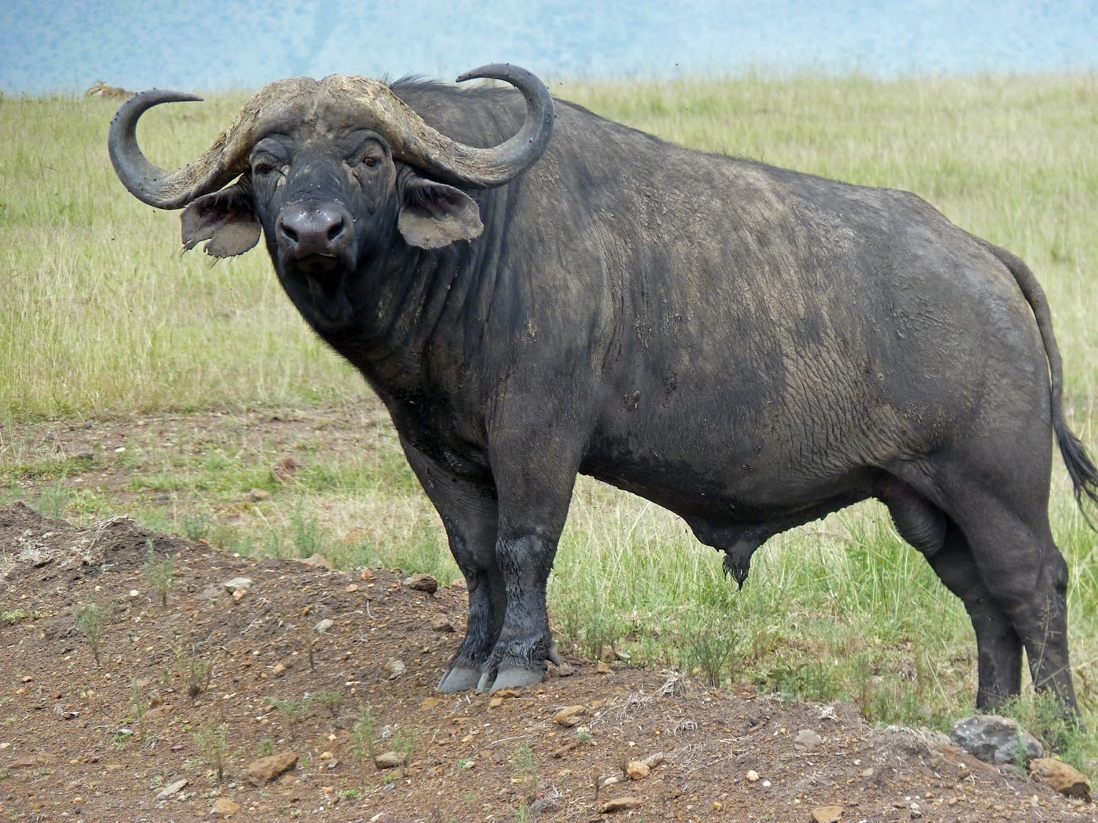 African buffalo picture