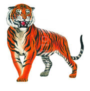 41570-bengal-tiger-illustration