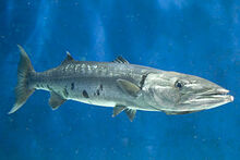 Great Barracuda-0