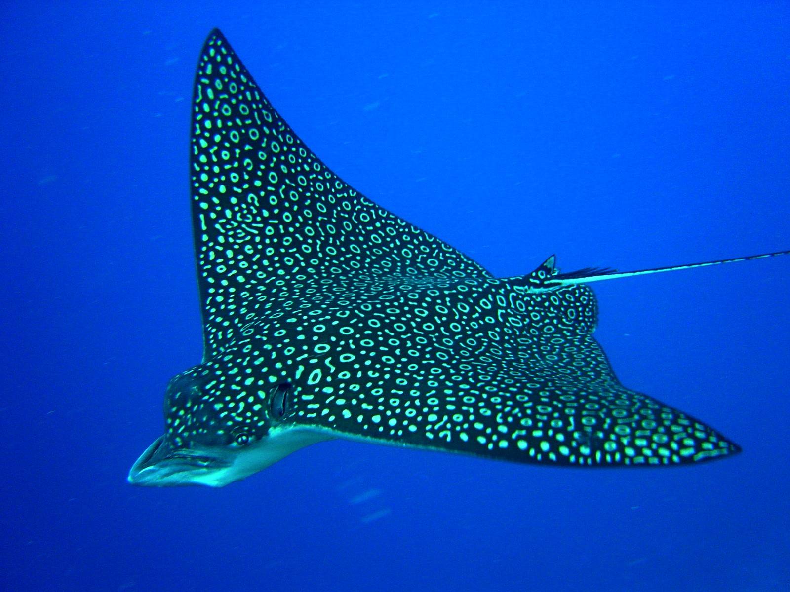 Spotted eagle ray | Beast Wars Transformers Wiki | FANDOM powered by Wikia