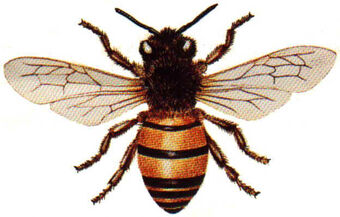 honey bee transformer