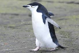 Chinstrap Penguin