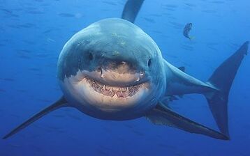 Shark 1515908c