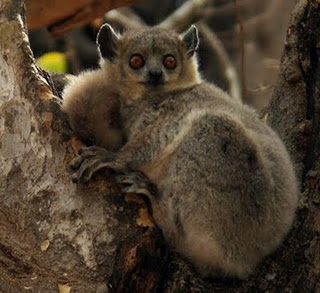 Bemaraha Woolly Lemur Beast Wars Transformers Wiki Fandom