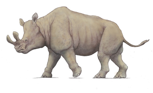 safari ltd megacerops