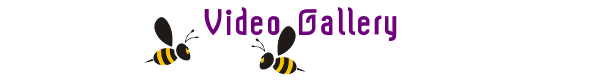 Vidgal