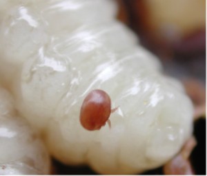 Varroa