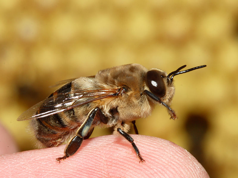 Drone (bee) Beekeeping Wiki FANDOM powered by Wikia