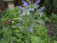 Borage