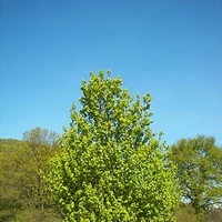 Jugastru Apicultura Wiki Fandom