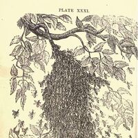 The Bee Keeper S Directory Swarming Apicultura Wiki Fandom
