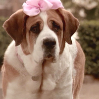 missy beethoven the dog wiki fandom