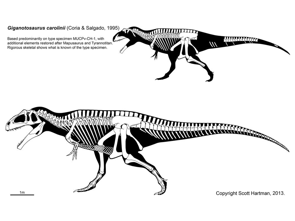 Giganotosaurus | Prehistory Wiki | FANDOM powered by Wikia