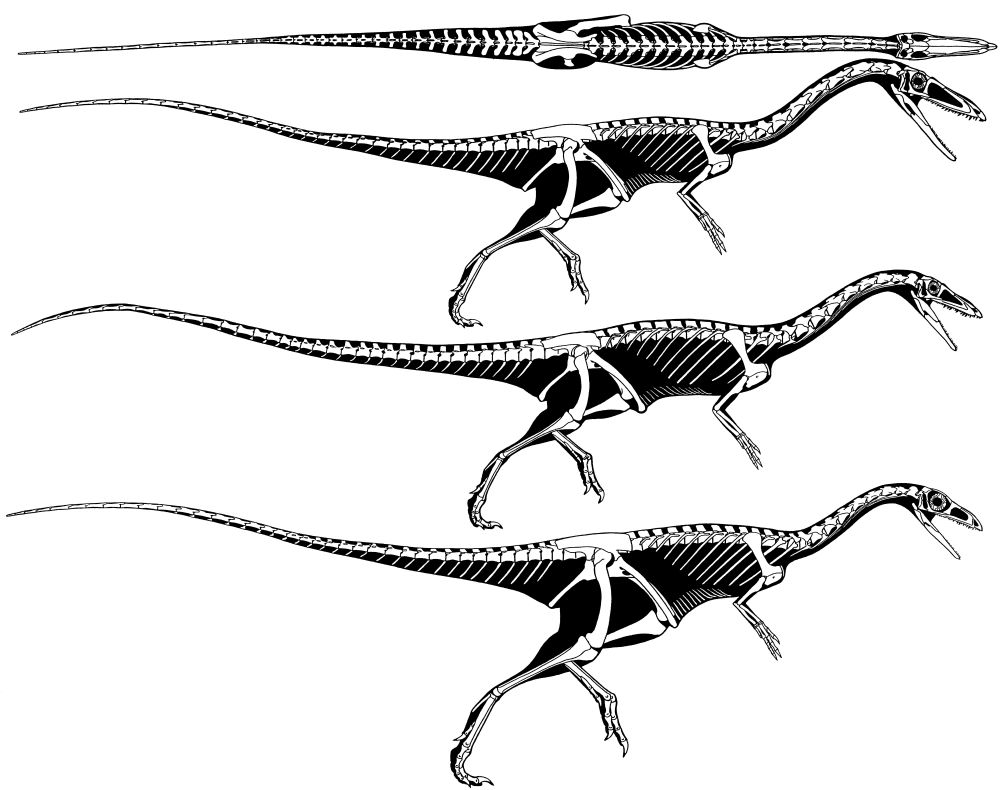 the princeton field guide to dinosaurs