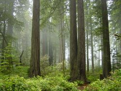 Redwood forest