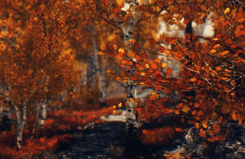 ThunderClan