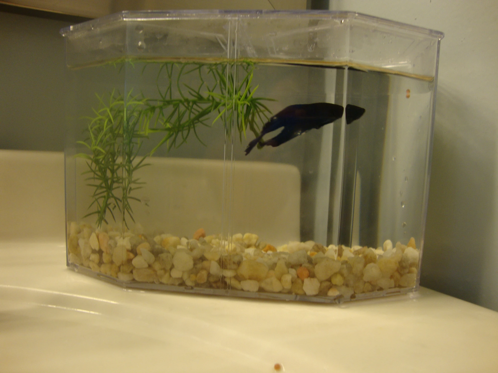 Betta Bowls and Aquariums Betta Splendens Wiki FANDOM powered by Wikia