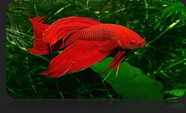 File:Red Combtail.jpg