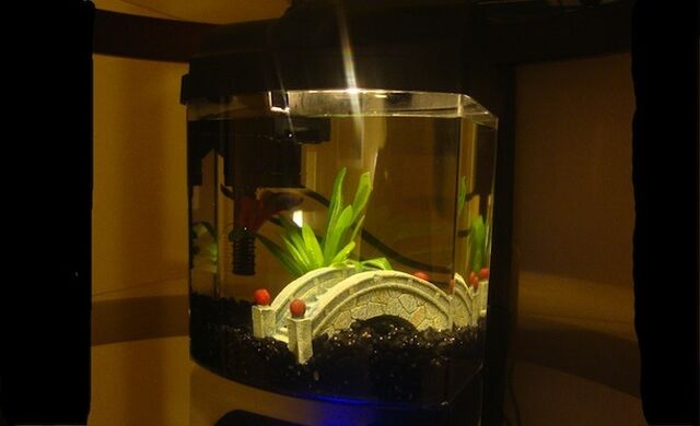 File:Fish Tank.jpg