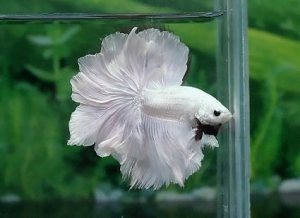 Image result for pictures of feather tail betta fish