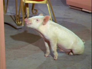 Image result for pig from green acres images