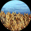 Golden Harvest