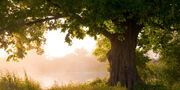 Tree-of-life