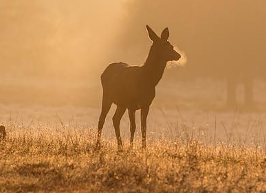 Doe@Dawn-Mark-Monckton