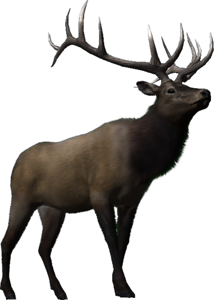 Elk | Big Buck Hunter Wiki | Fandom