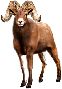 Bighorn Sheep | Big Buck Hunter Wiki | Fandom