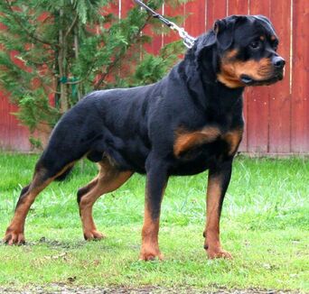 Dog23
