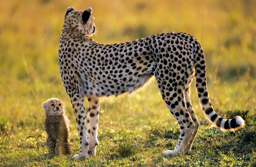 toto big cat diary wiki fandom powered by wikia toto big cat diary wiki fandom powered by wikia