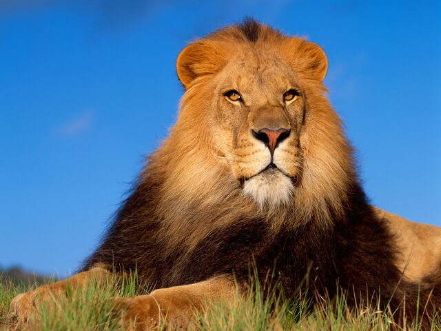 File:Lion-King-456803.jpeg