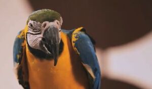 Superparrot1