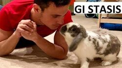 Bini The Bunny Wiki Fandom