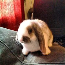 Bini The Bunny Wiki Fandom