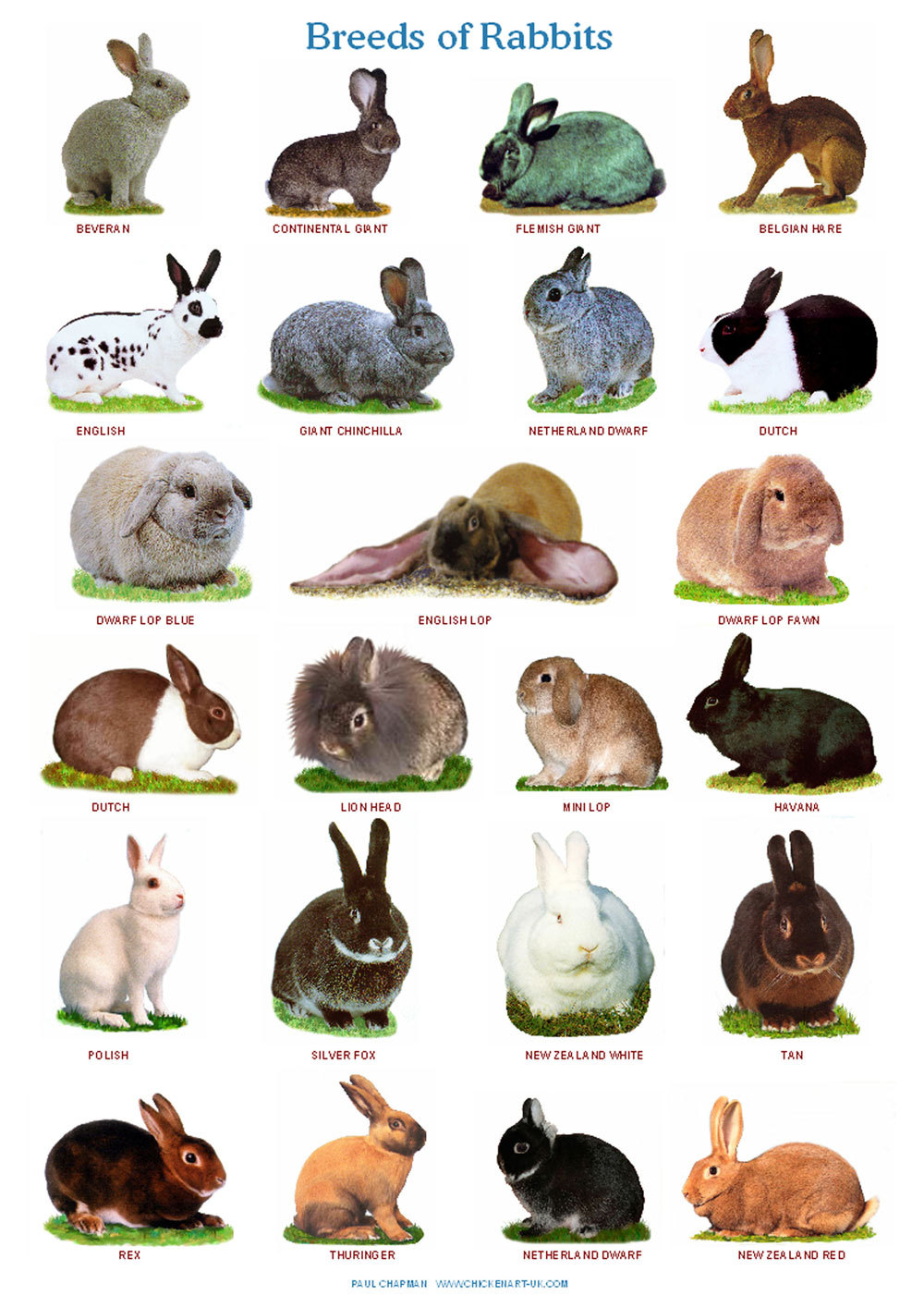 List of Rabbit Breeds | Bini the Bunny 