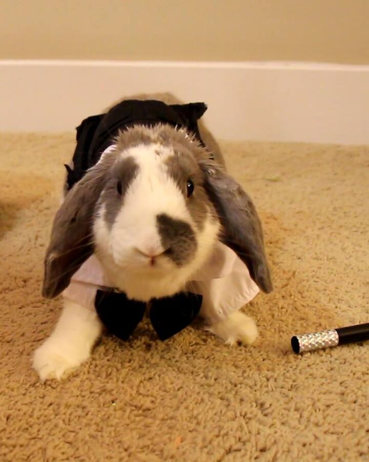Bini The Bunny Character Bini The Bunny Wiki Fandom