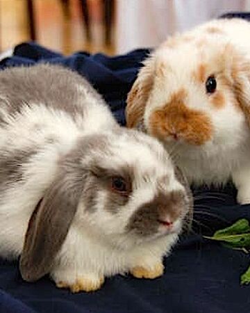 Holland Lop Bini The Bunny Wiki Fandom