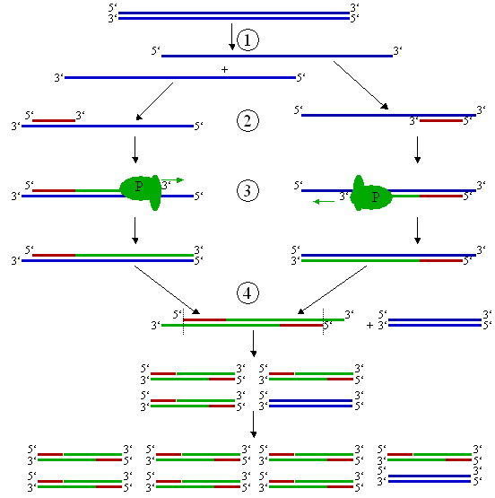 Pcr