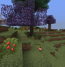 PeachJacaranda