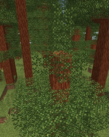 Best Biomes O Plenty Seeds 1 16 Temperate Rainforest Hills Biomes O Plenty Wiki Fandom