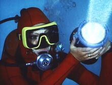 Sharks - Cynthia Grayland Signalling the sharks