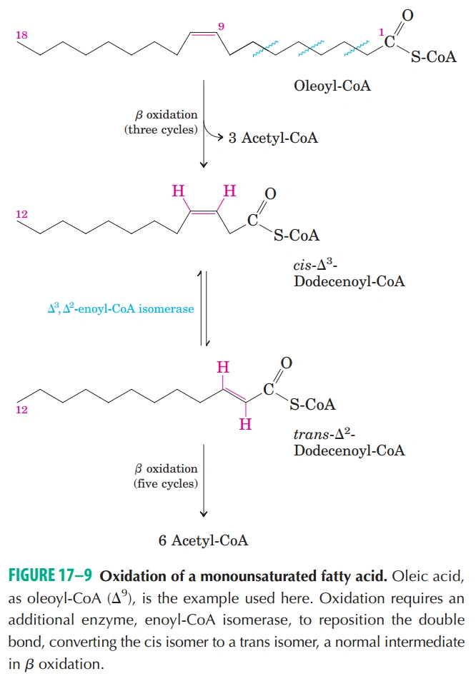 甘油三酯分解代谢