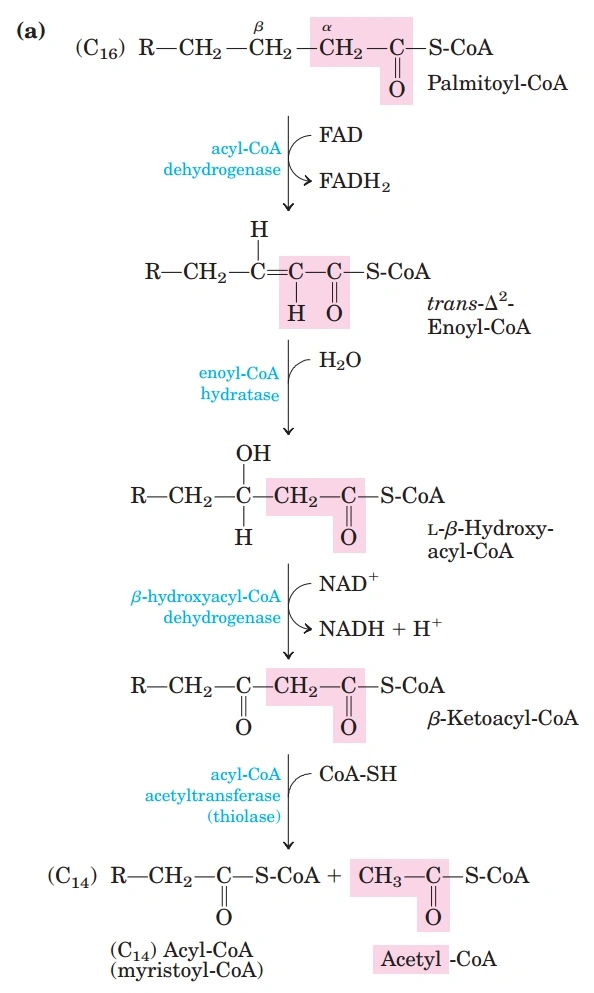 甘油三酯分解代谢