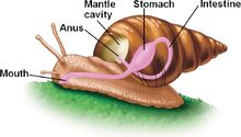 33 19GastropodTorsion