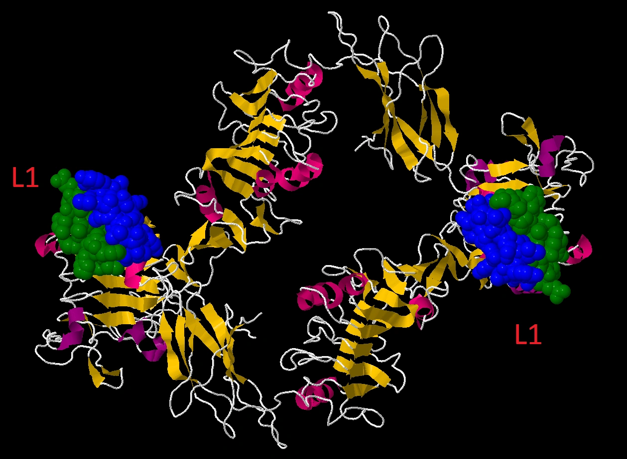 图解蛋白质:胰岛素受体与irs