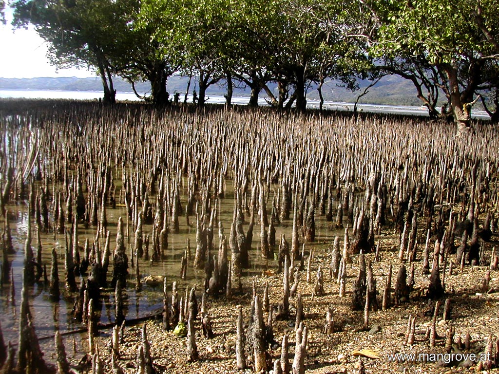 Pneumatophores jpg FANDOM Powered By Wikia tree-roots-stock-photo-644715-crushpixel