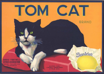 Fat Cat Lounge Bioshock Wiki Fandom