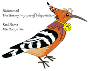 Hoopoe OC